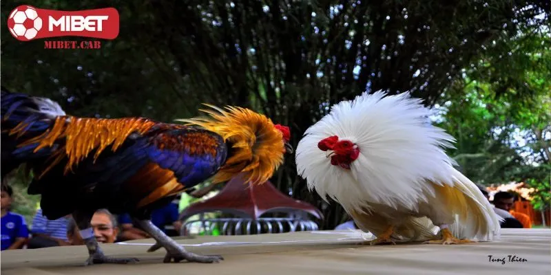 Các loại hình đá gà Mibet