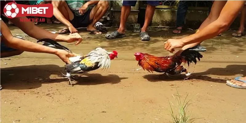 Sơ lược về loại hình đá gà Mibet