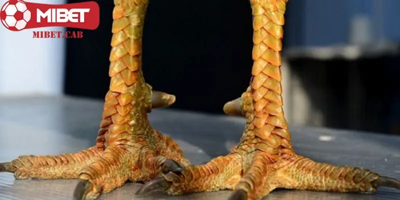 Bổ sung dinh dưỡng dành cho kê thần