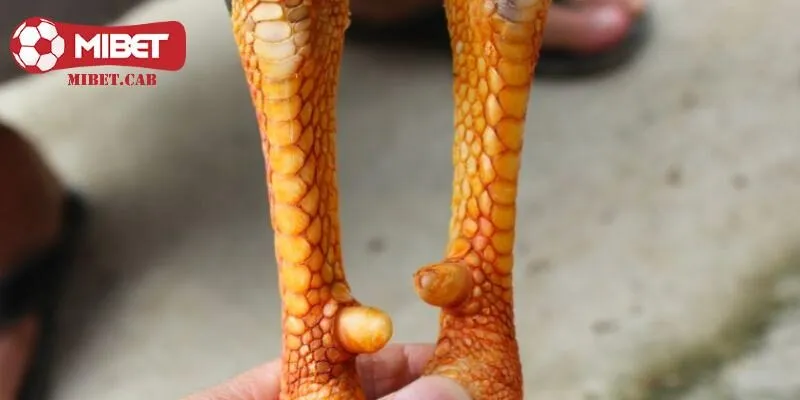 Cách để người chơi nhận biết top vảy gà hiếm được săn lùng