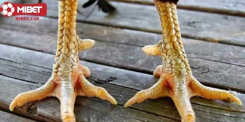 Tổng hợp một số mẹo xem chân gà “cực chuẩn” Mibet