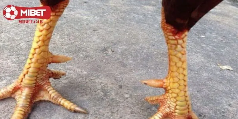 Loại vảy gà diệp báo có ý nghĩa gì trong thế giới chọi kê