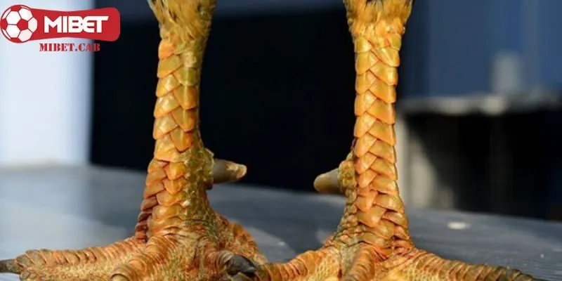 Gà sở hữu vảy khai tiền có thực sự tốt hay không?