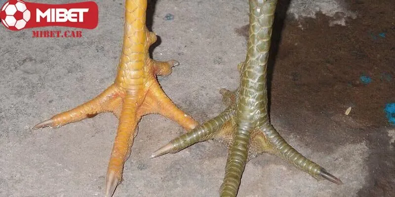 Xem vảy gà đơn giản và dễ dàng nhất