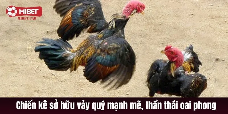 Chiến kê sở hữu vảy quý với dáng đứng mạnh mẽ, thần thái oai phong