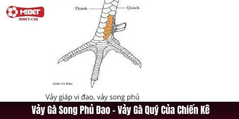 Vảy gà Song Phủ Đao – vảy quý tượng trưng cho sức mạnh và đòn hiểm